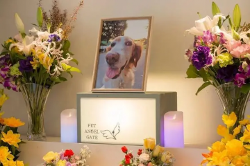 新華視點·關(guān)注寵物經(jīng)濟｜每年數(shù)百萬只寵物死亡，“身后事”怎么辦？